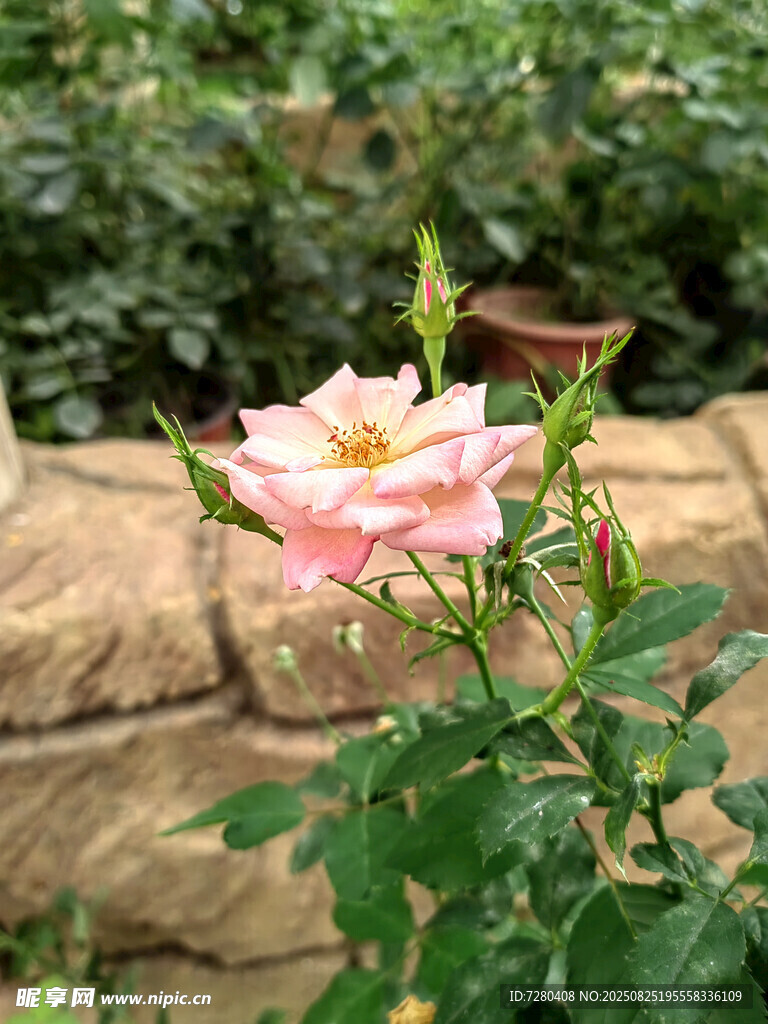 墻邊綻放的粉嫩月季花