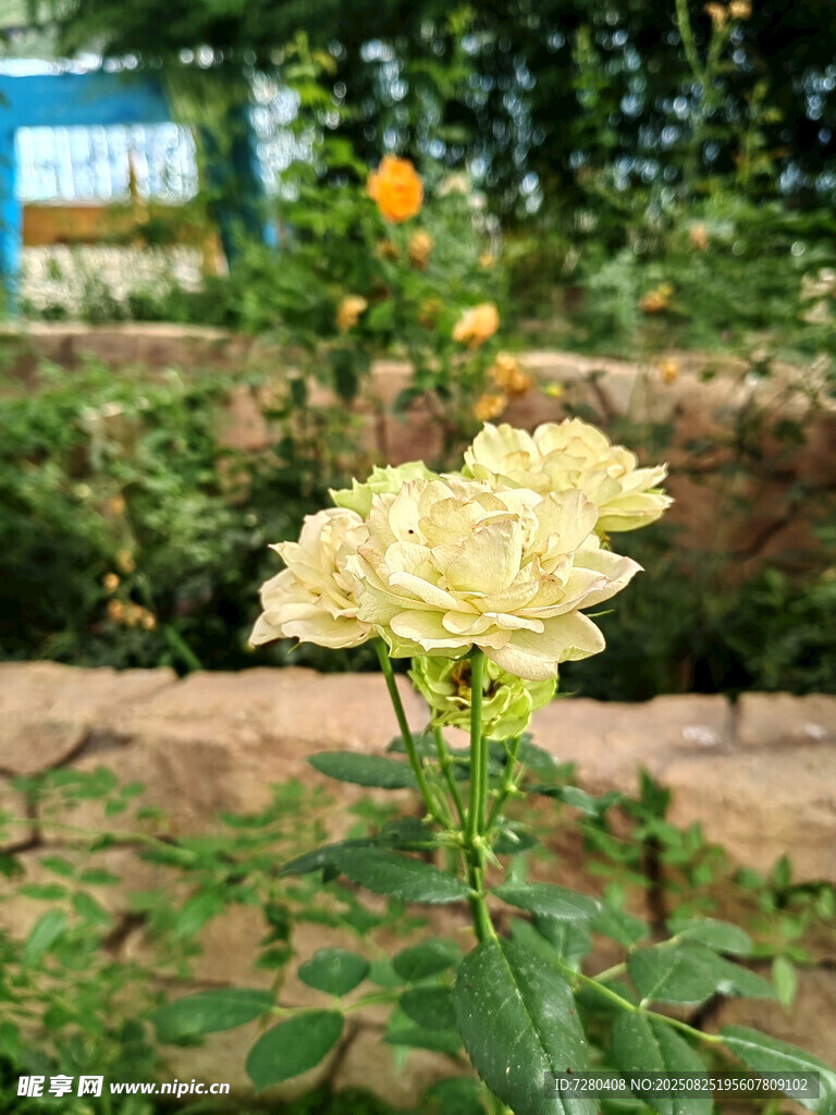 嬌艷黃玫瑰綻放于花園