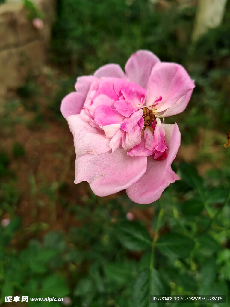 嬌艷綻放的粉色薔薇花