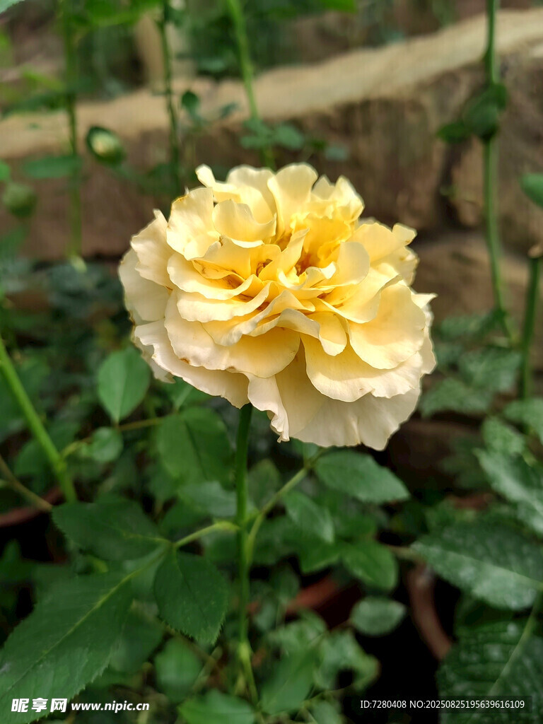 淡黃月季花綻放