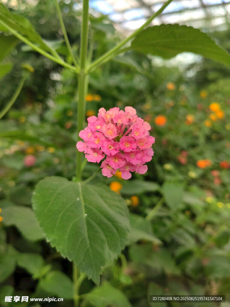 溫室中綻放的粉色美麗花朵