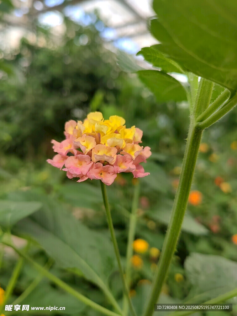 嬌艷馬纓丹綻放綠意間