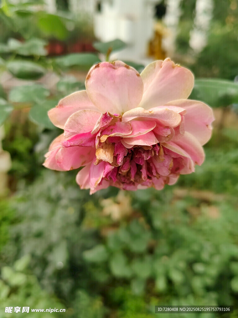 嬌艷粉色月季花