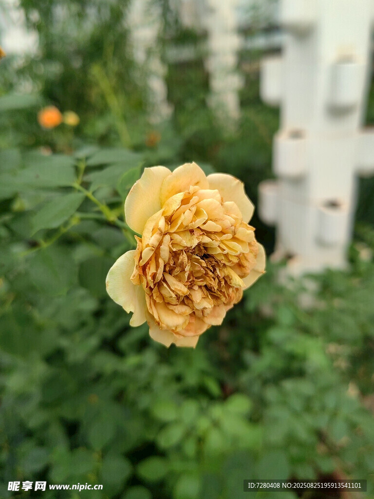 黃色綻放玫瑰