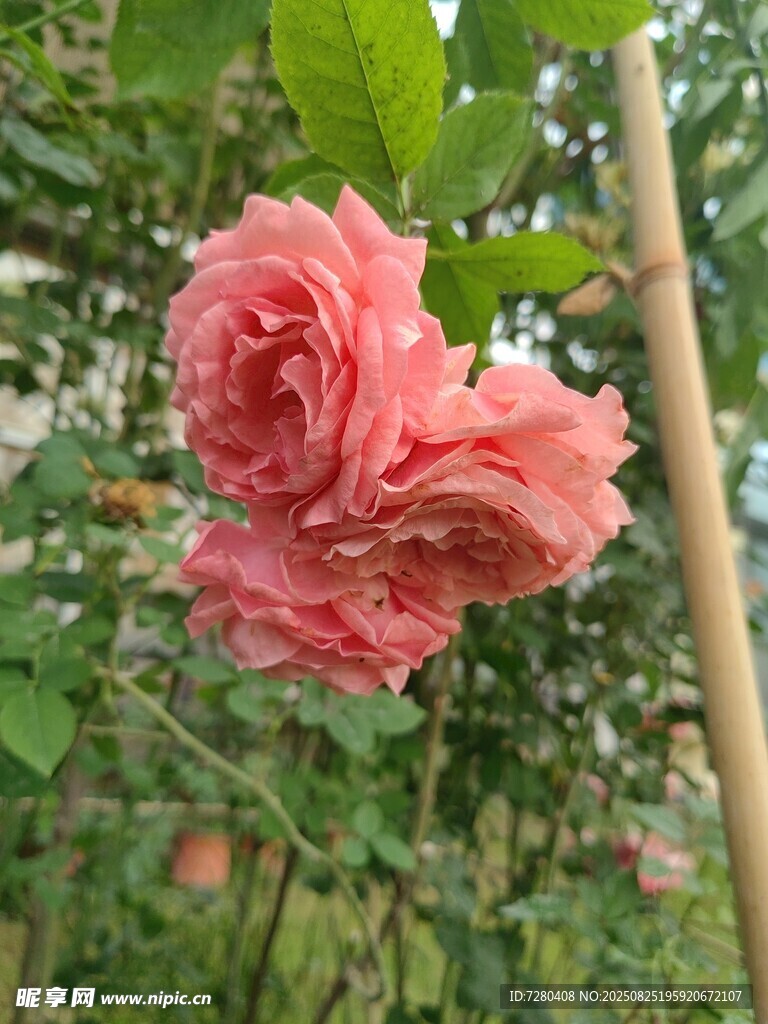 嬌艷粉玫瑰綻放枝頭