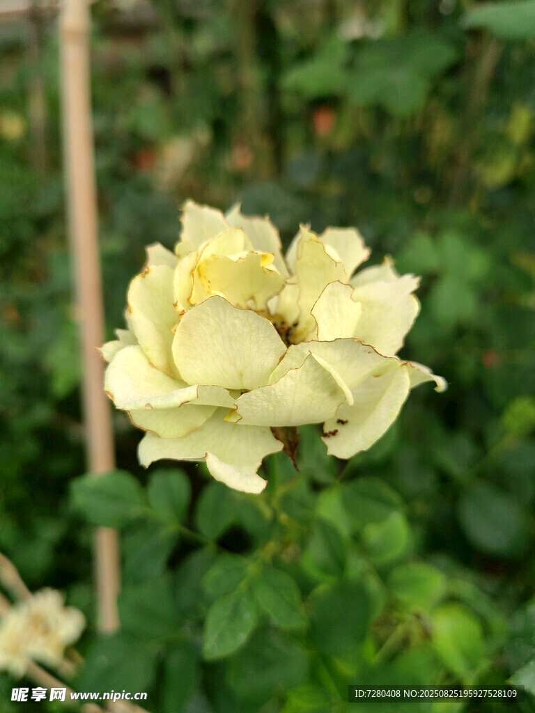 淡黃色綻放的嬌艷月季花