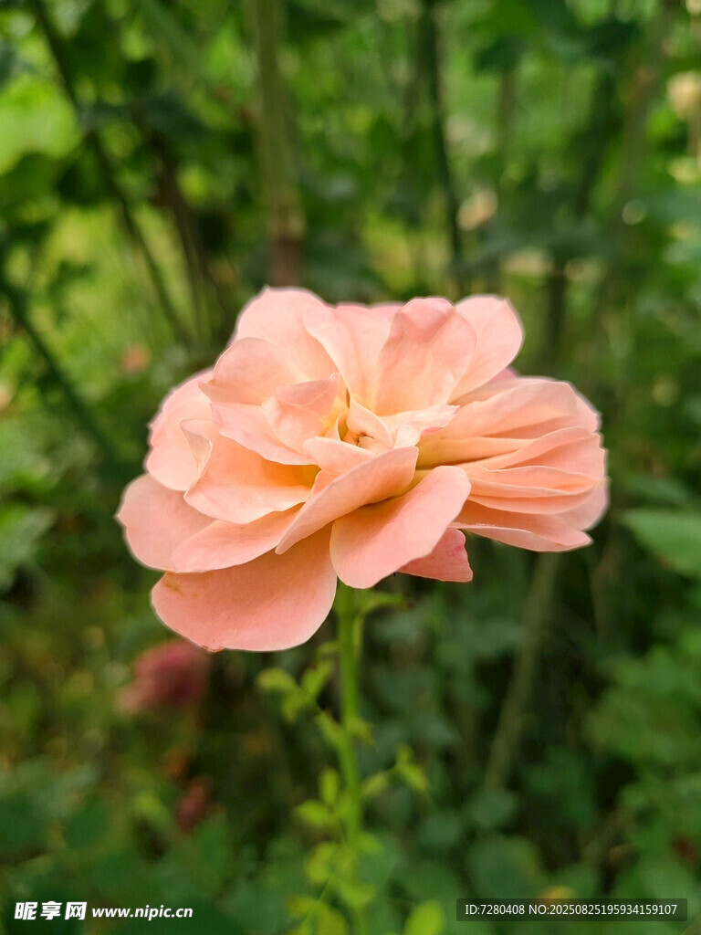 粉色嬌艷月季花