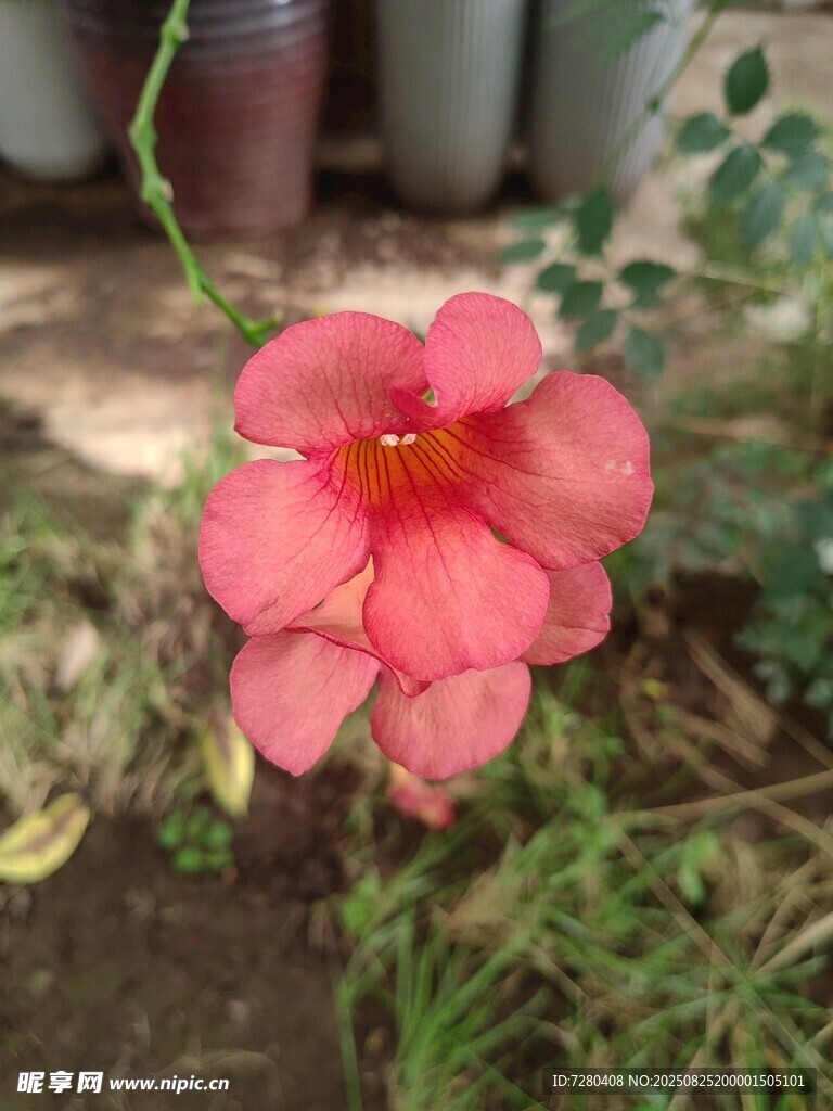 嬌艷粉色凌霄花綻放