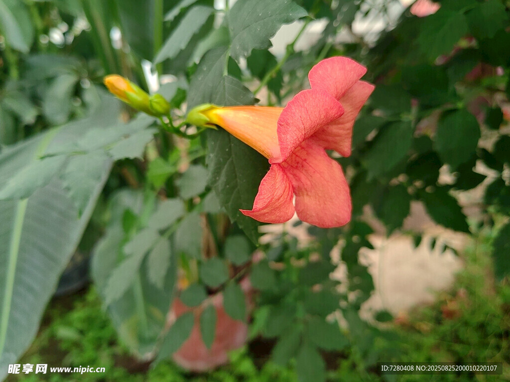 嬌艷凌霄花綻放