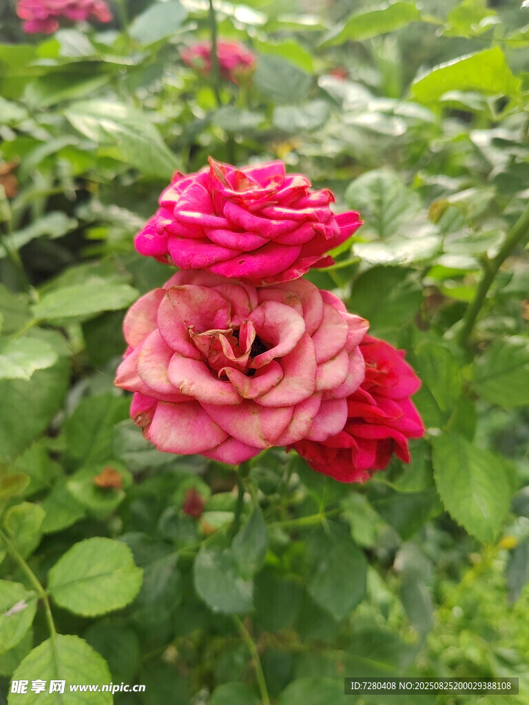 嬌艷綻放的雙色月季花