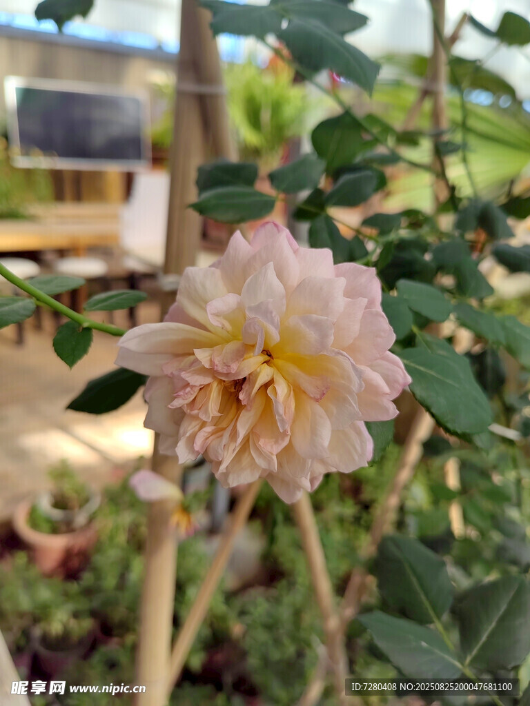 嬌艷綻放的粉色月季花
