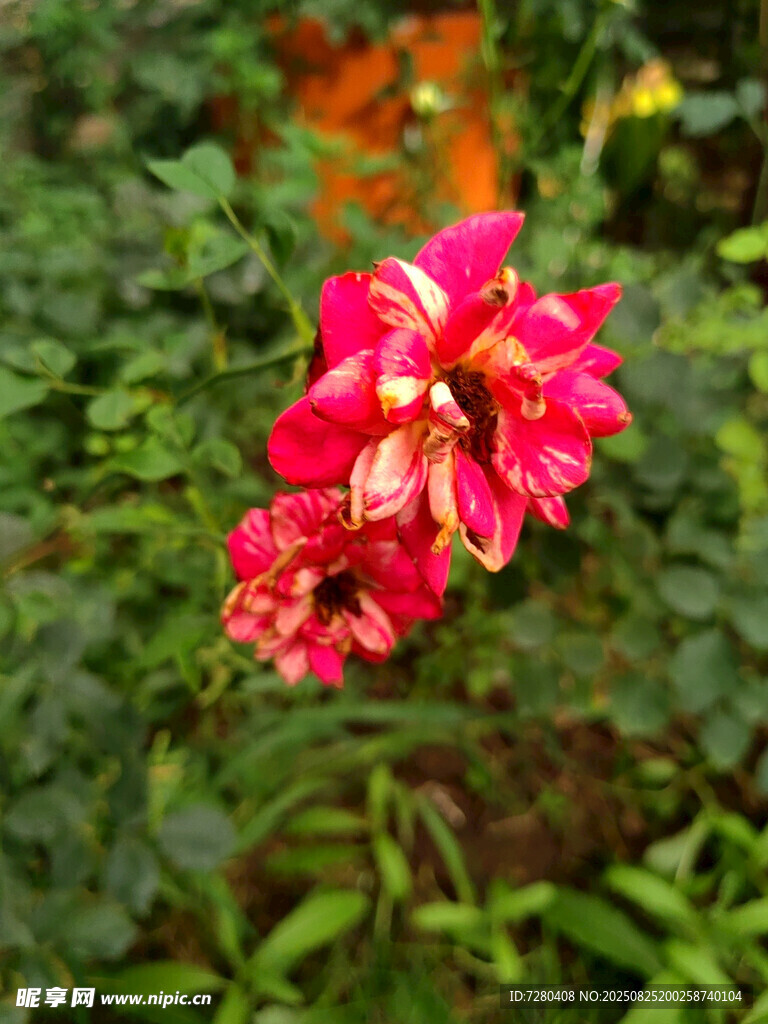 嬌艷雙色月季花綻放