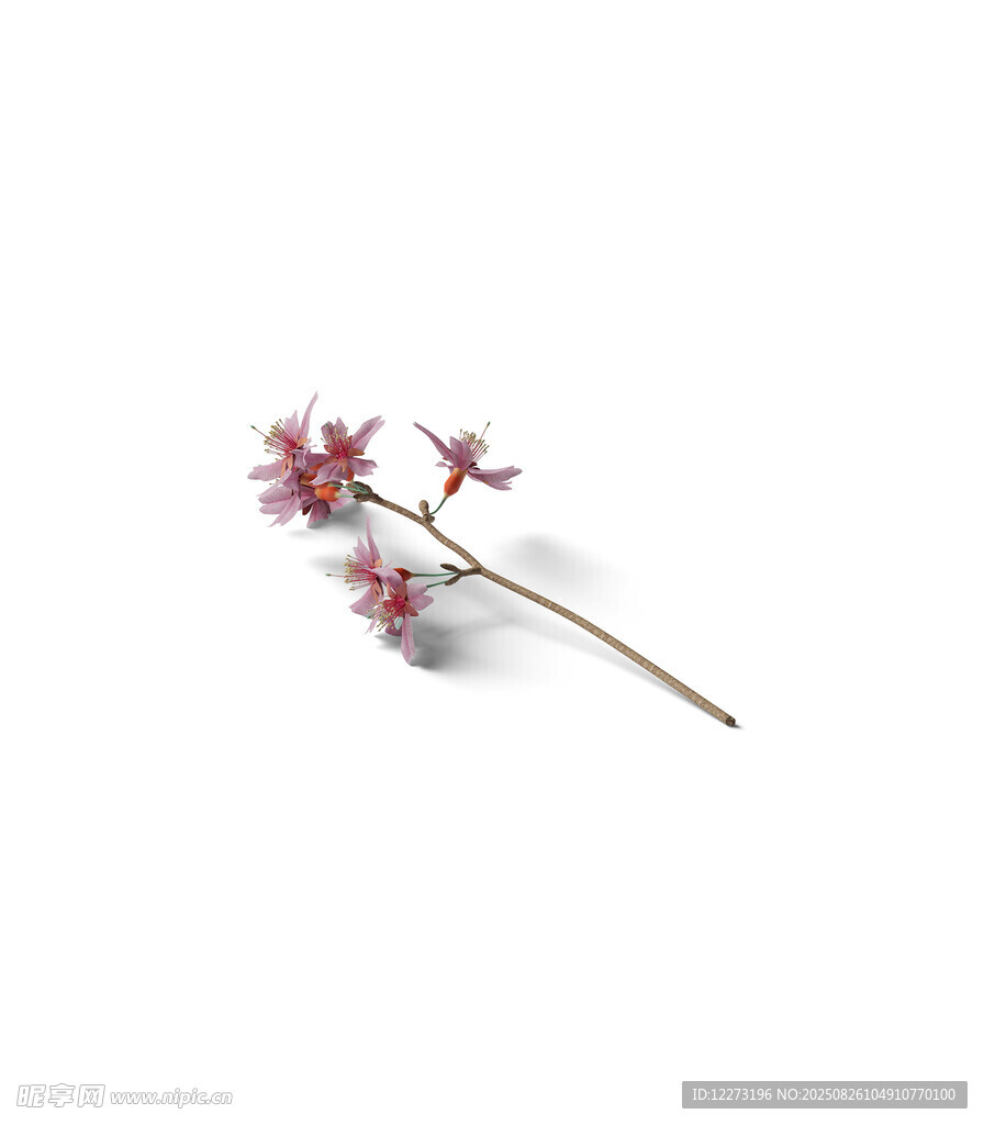 單枝粉色小花特寫