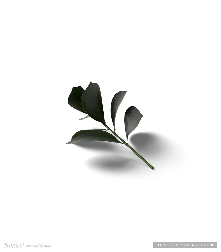 單枝綠葉特寫