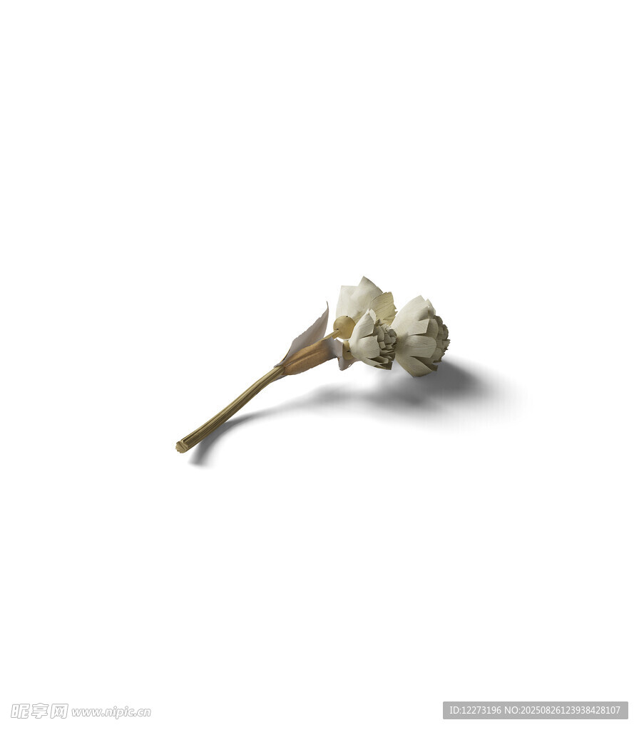 干枯花朵特寫
