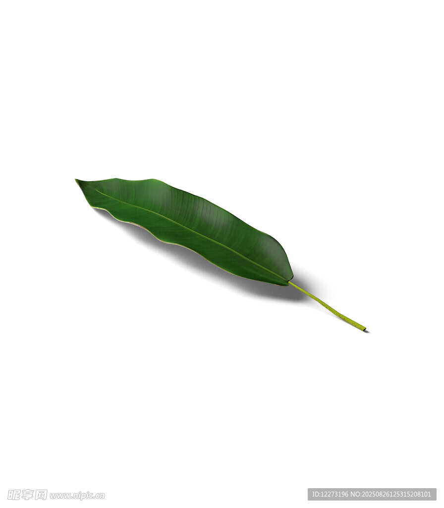 單片翠綠葉片特寫