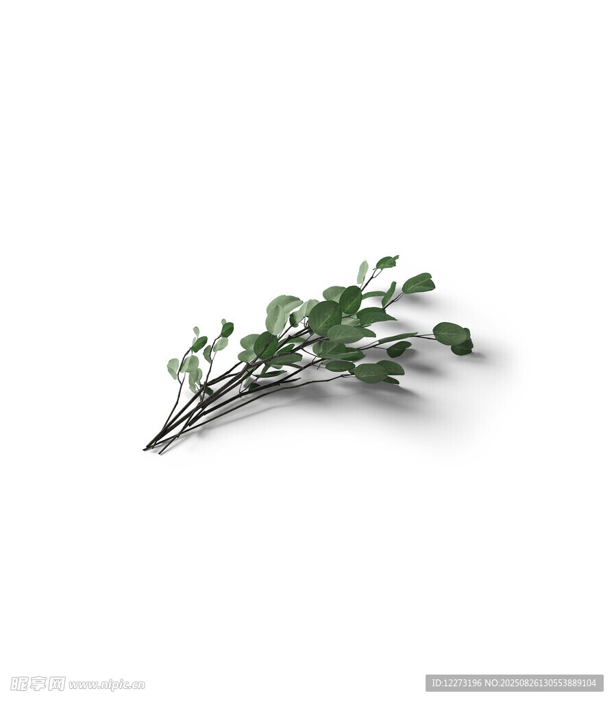 綠色枝葉植物特寫(xiě)