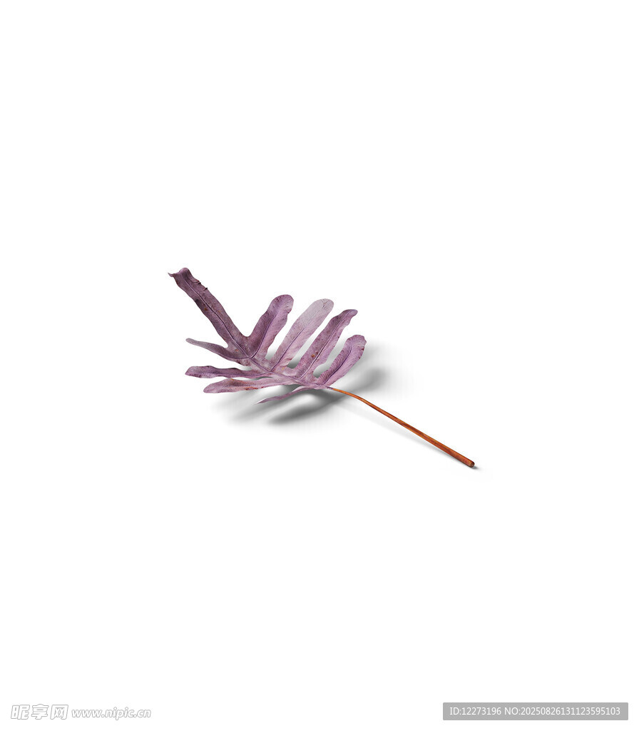 紫色羽毛特寫