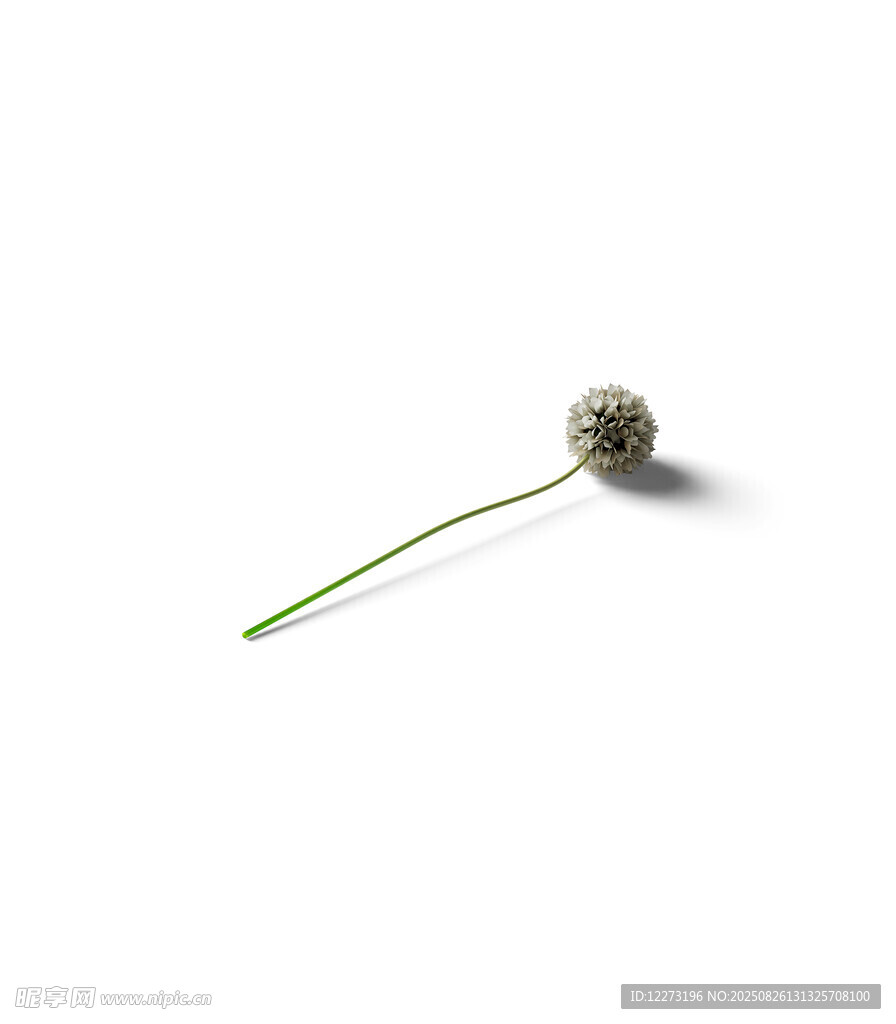 單枝球形小花特寫