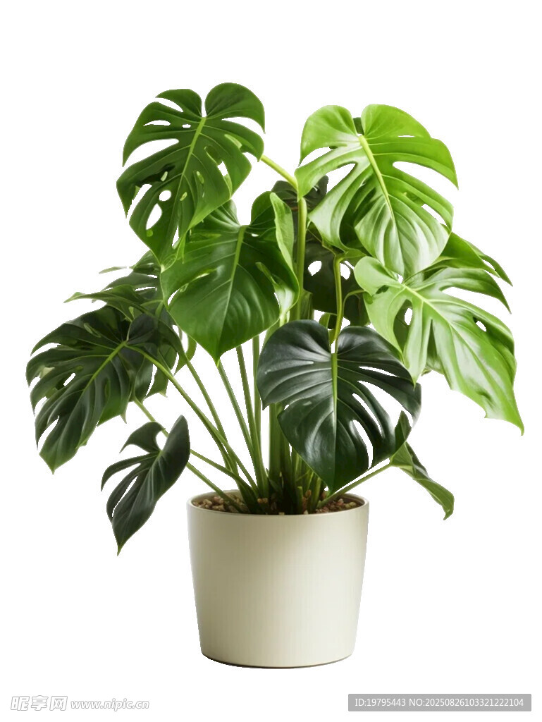 白色花盆中的龜背竹植物