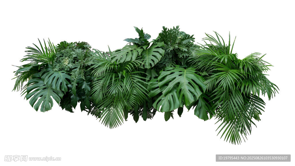 熱帶綠植組合