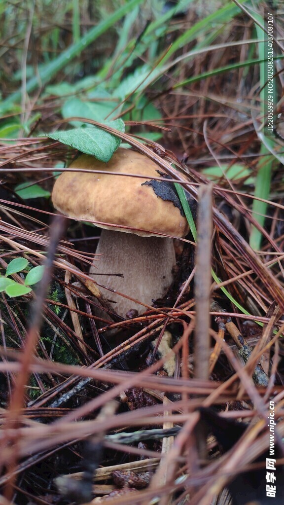 美味牛肝菌