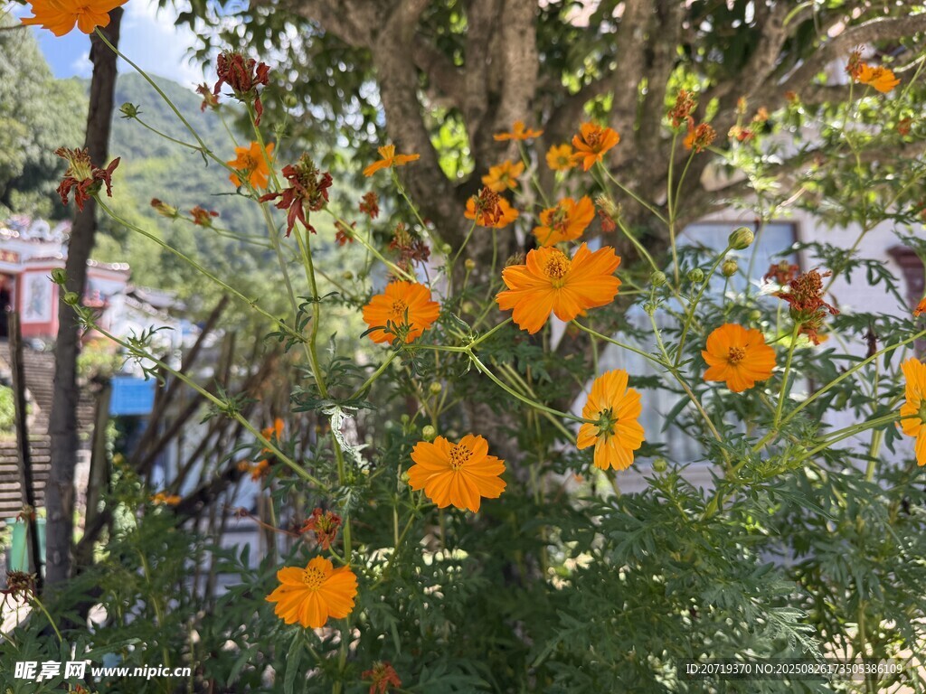 枝頭綻放的鮮艷橙色花朵