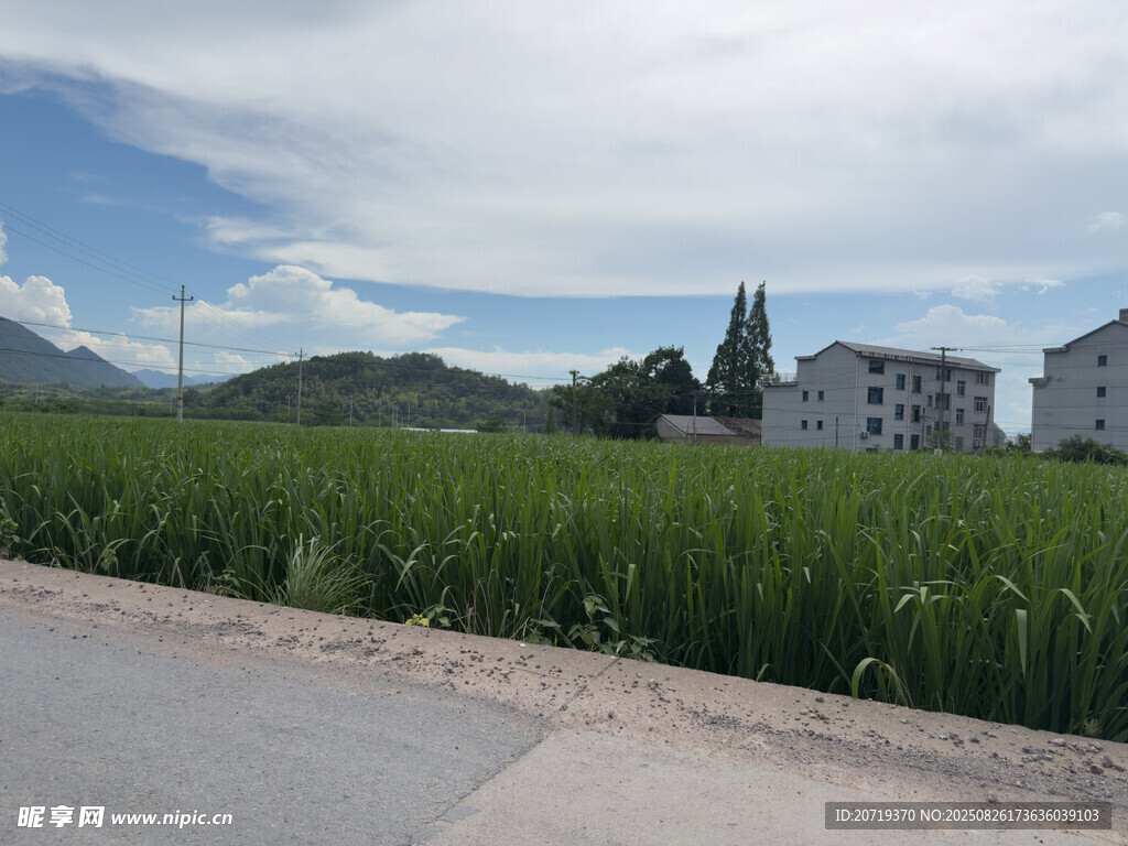 鄉(xiāng)村公路旁的田園風(fēng)光