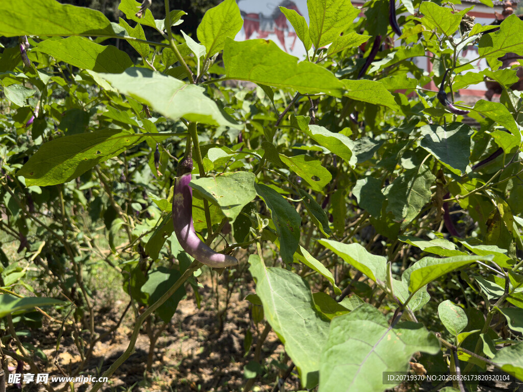 菜地里的茄子
