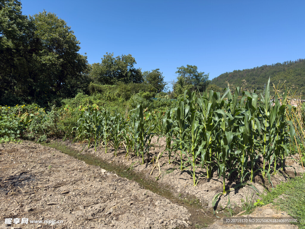 田園玉米地風光