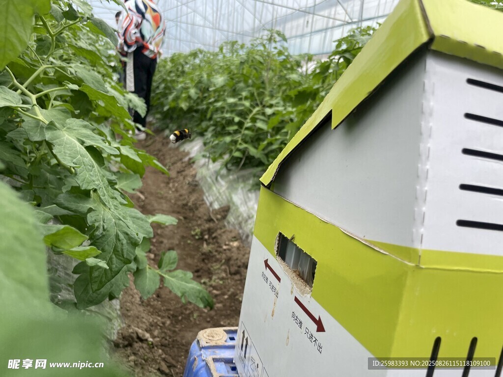 蔬菜種植