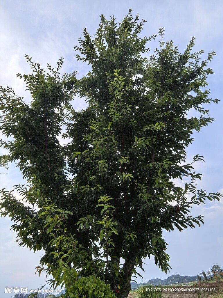 挺拔綠樹展現(xiàn)自然生機