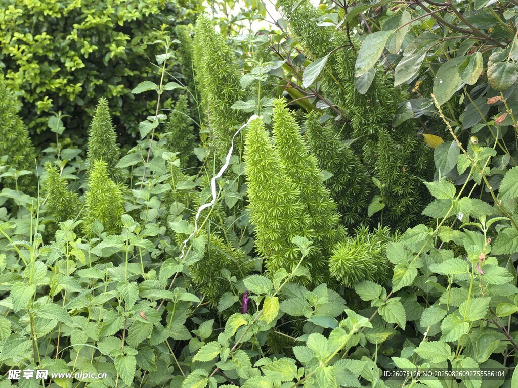 翠綠植物叢中的獨特花穗