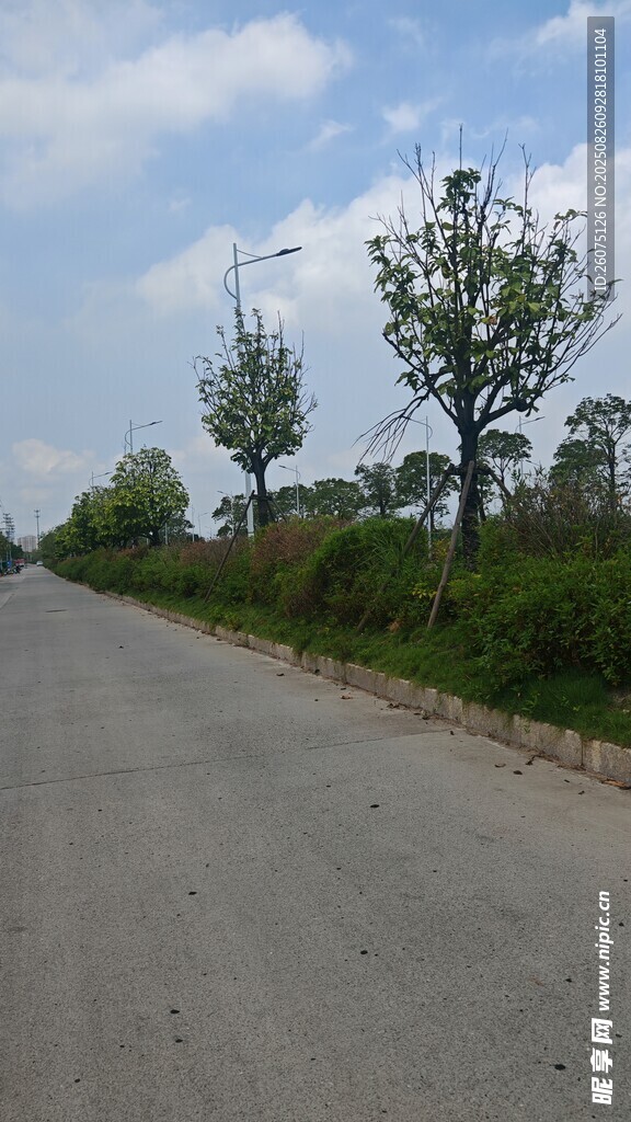 鄉(xiāng)間空曠公路旁綠樹成蔭