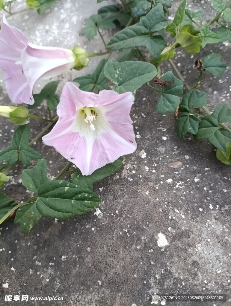 粉色牽?；ň`放