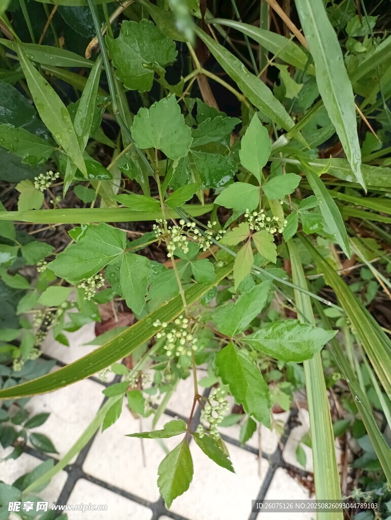 綠色植物與小果特寫