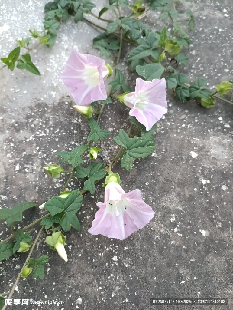 地上綻放的粉色牽?；? />
                            </div>
                    </div>
                </div>



                <div   id=