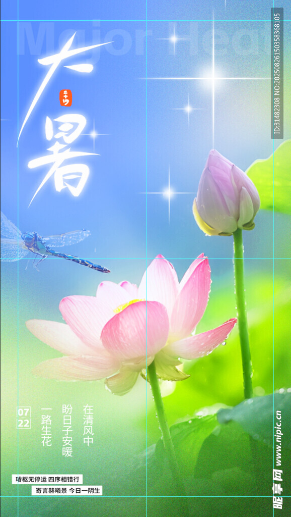 大暑時(shí)節(jié)荷花綻放