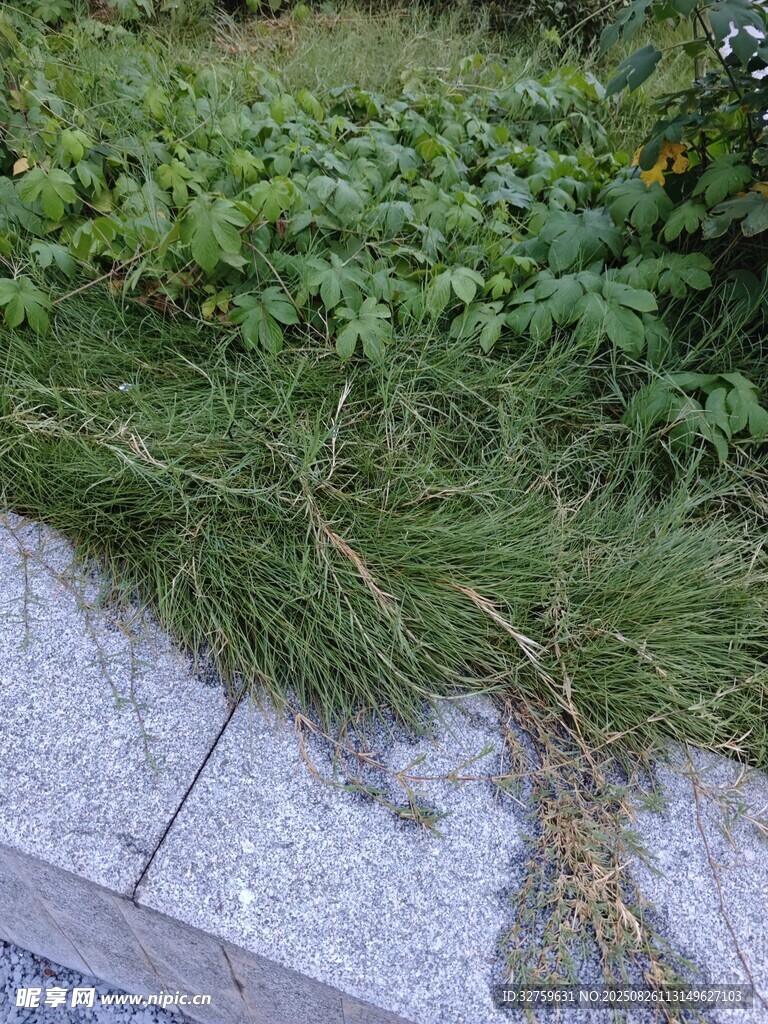 路邊生長(zhǎng)的綠色雜草