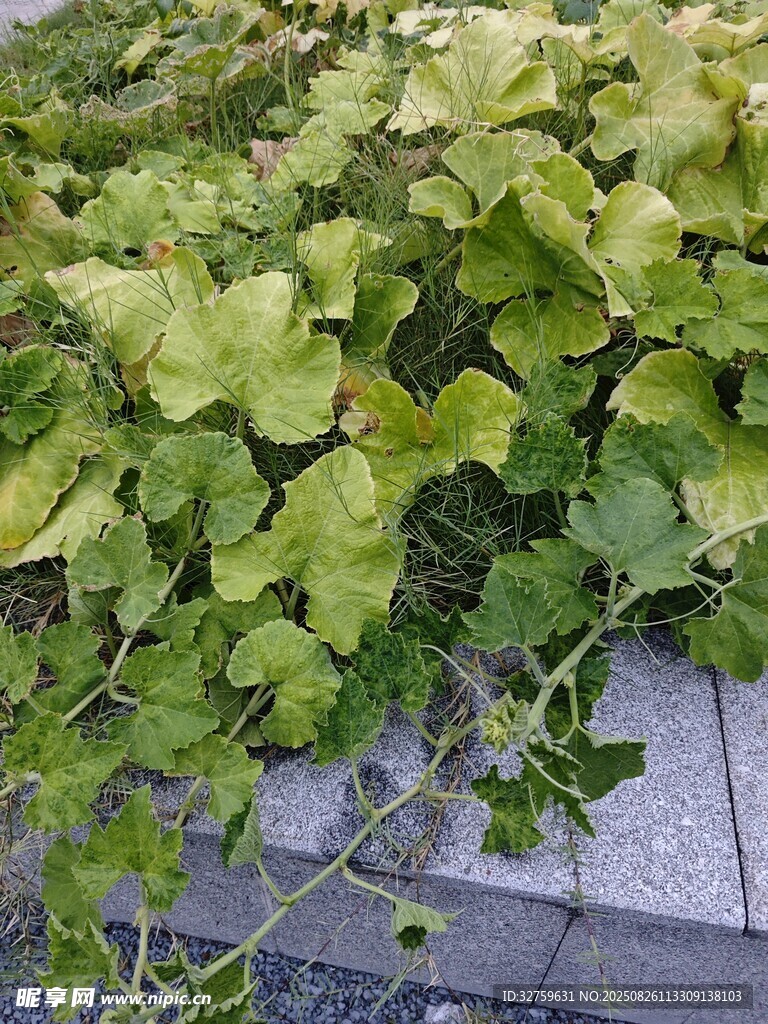 綠葉藤蔓鋪滿灰色地面
