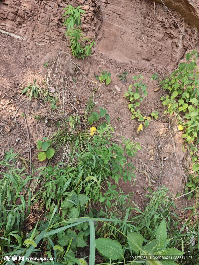 泥土上的多樣綠色植物
