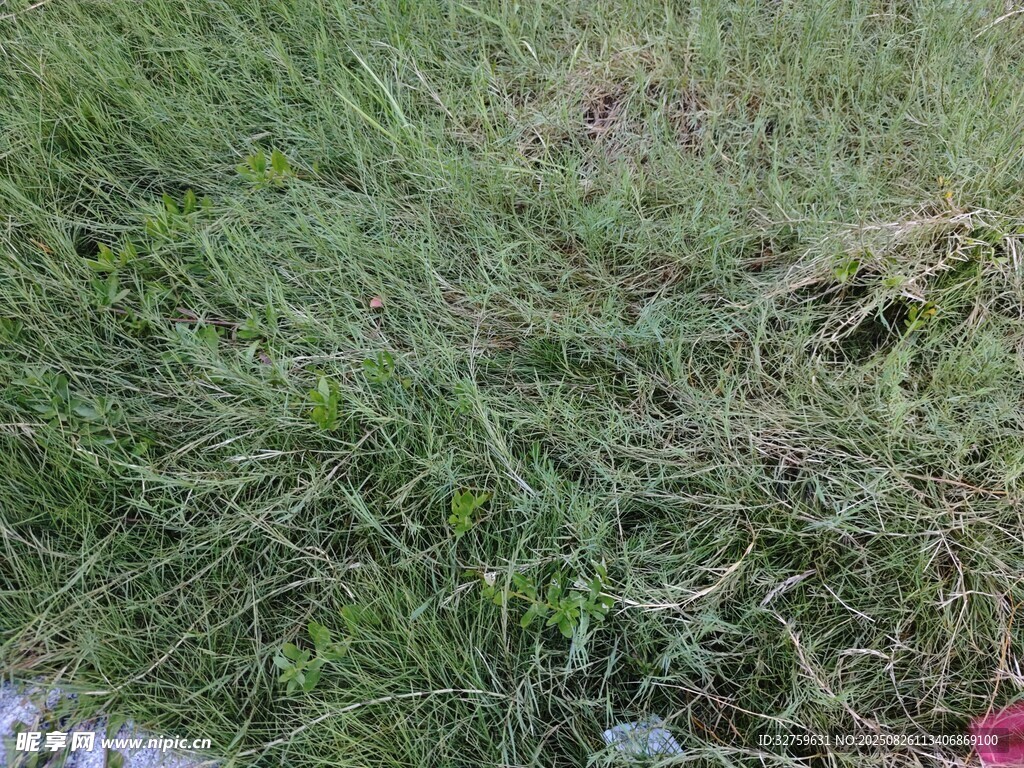 草地景象