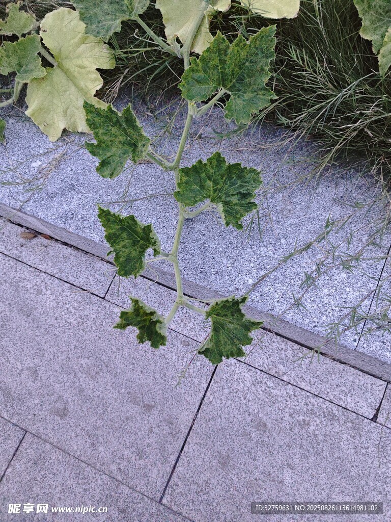 墻邊生長的嫩綠植物