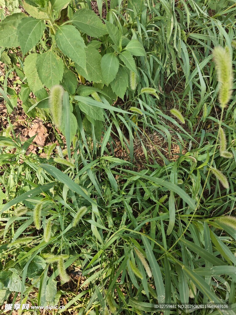 翠綠繁茂的地面植物景觀