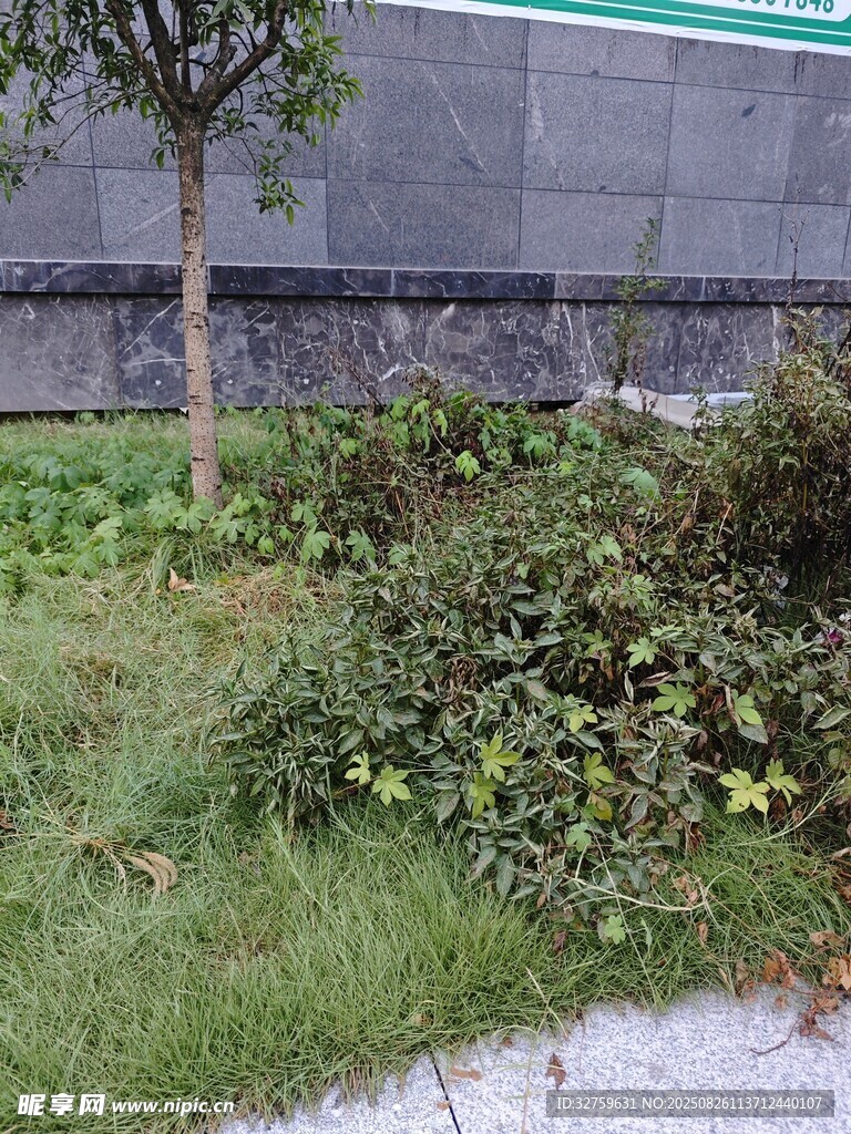 路邊低矮綠植景觀