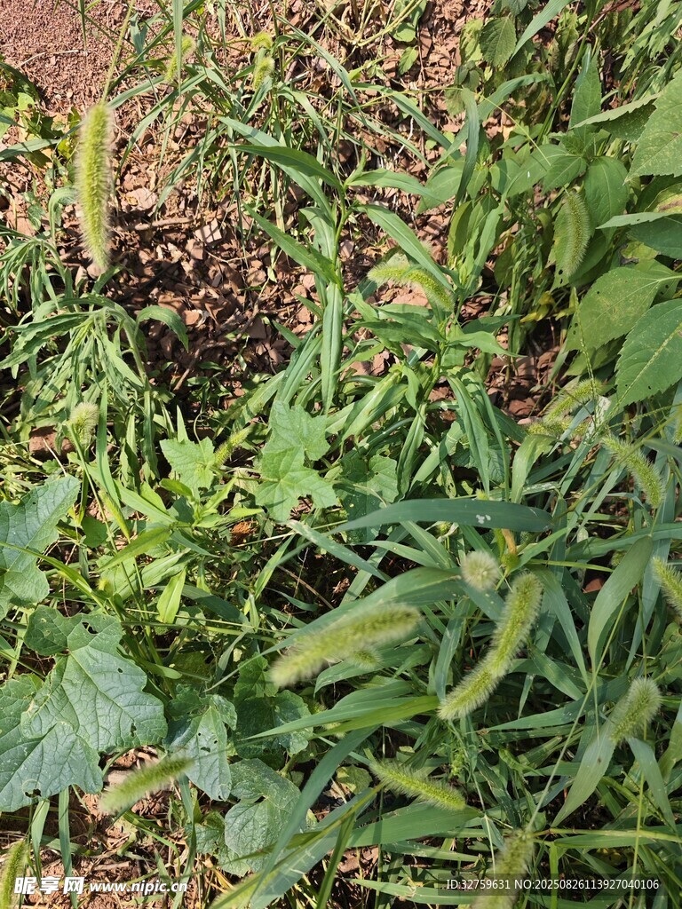 草叢中的神秘洞穴