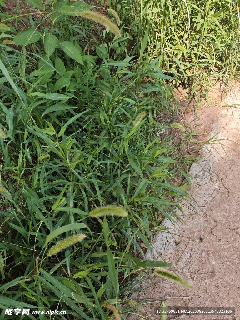路邊翠綠青草