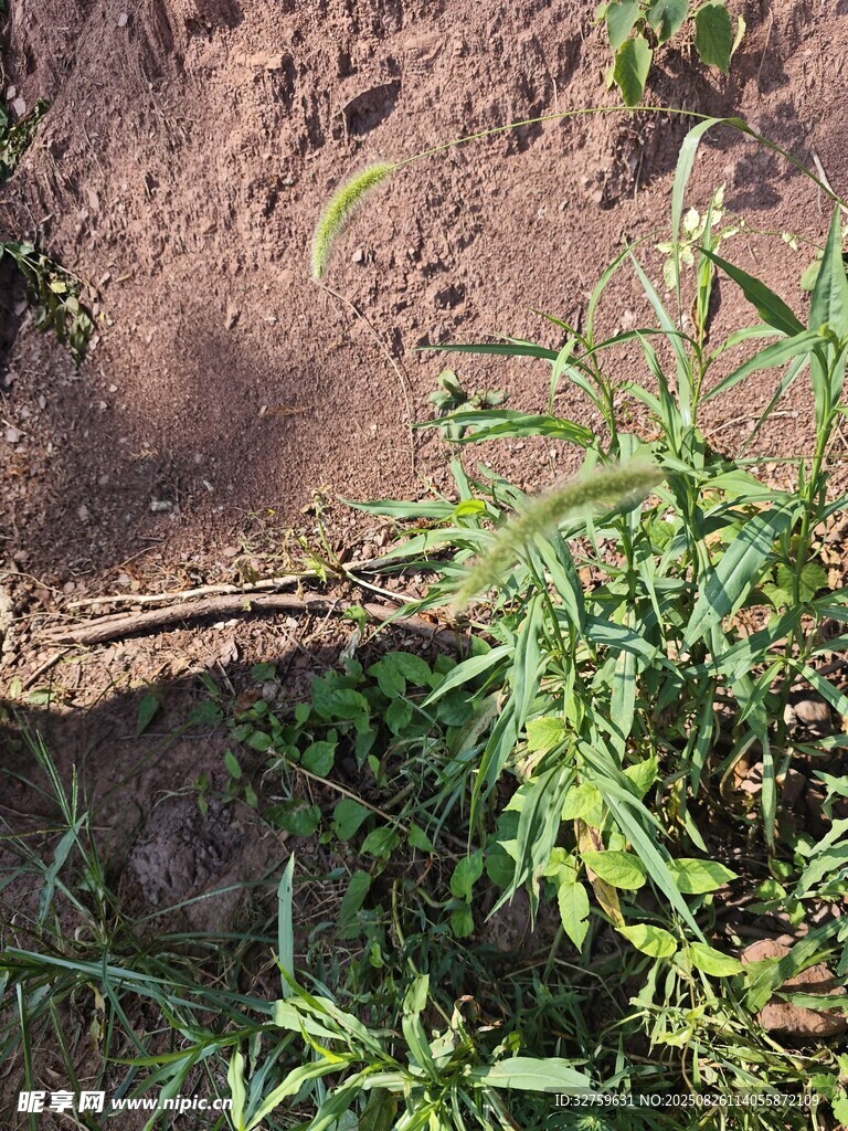 泥土邊的綠色植物