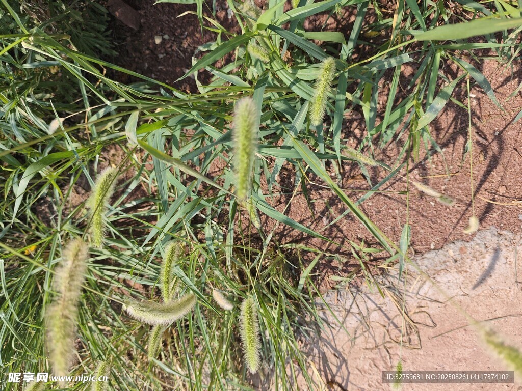 草叢中的奇特綠色植物