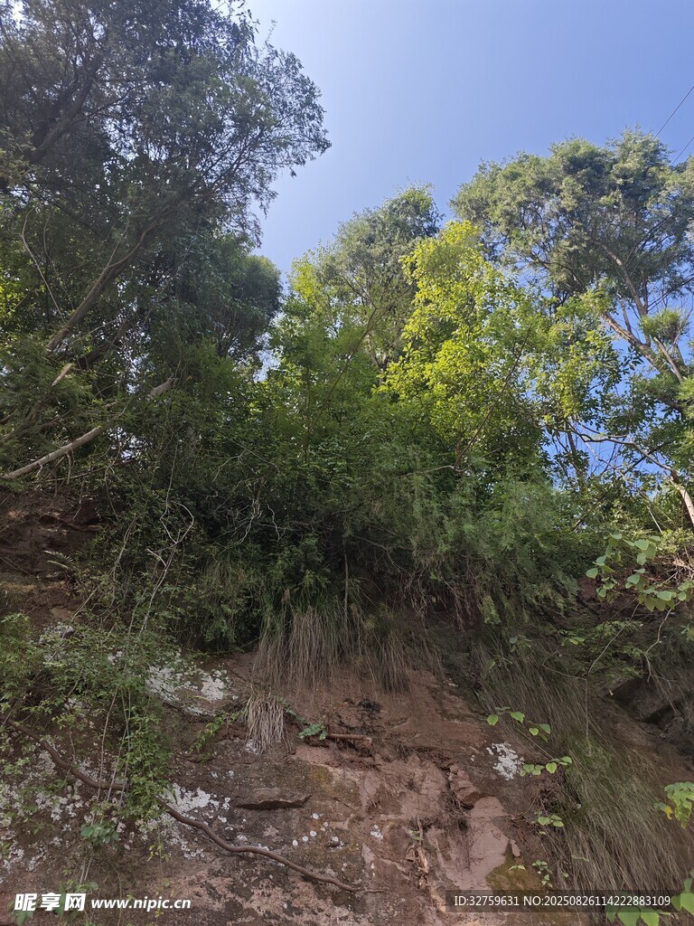 山間小徑旁的繁茂綠植